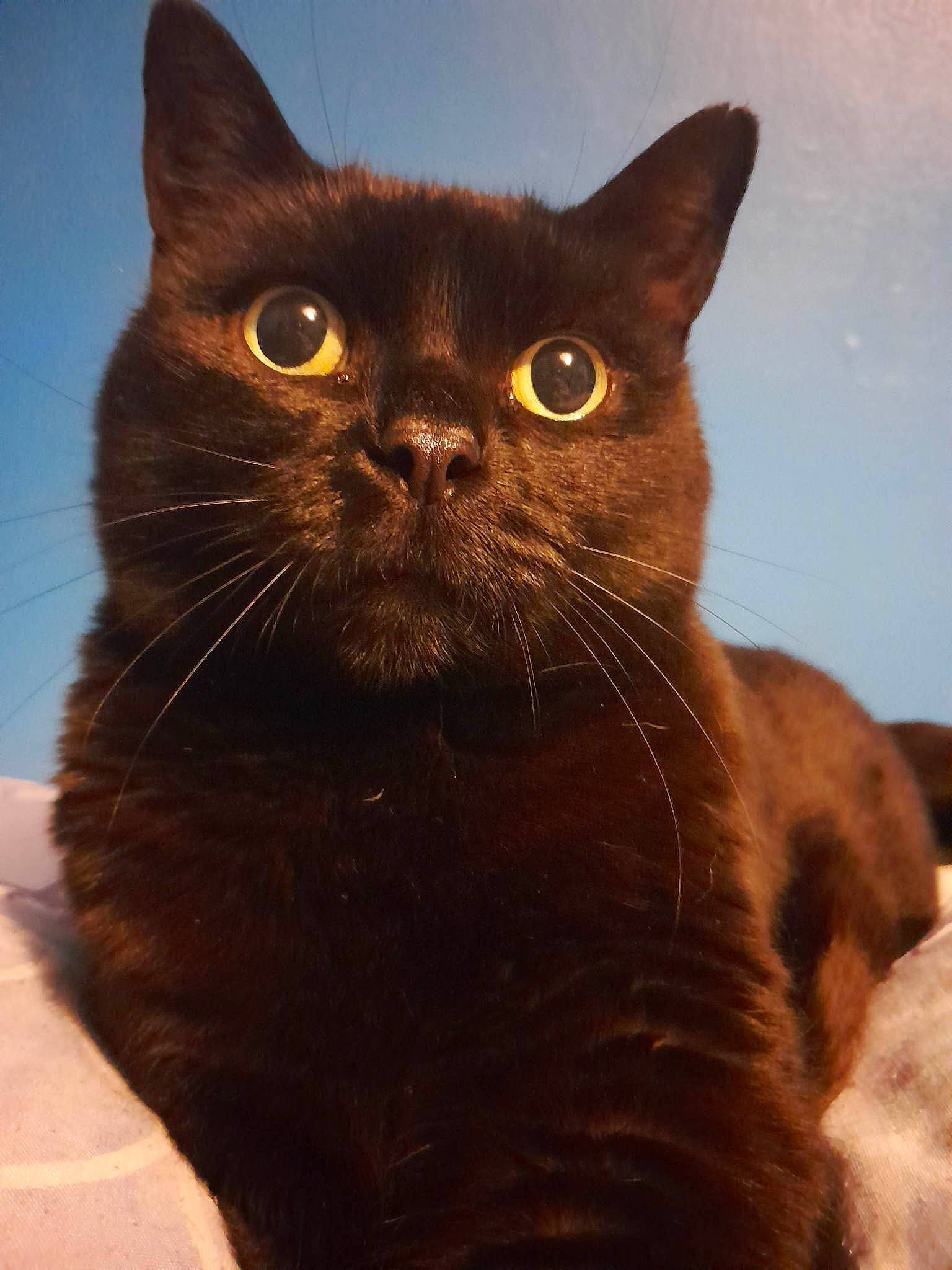 Snookie is registered to the contest to win money with this photo: carnivore, cat, domestic_short_haired_cat, felidae, fur, small_to_medium_sized_cats, snout, terrestrial_animal, whiskers