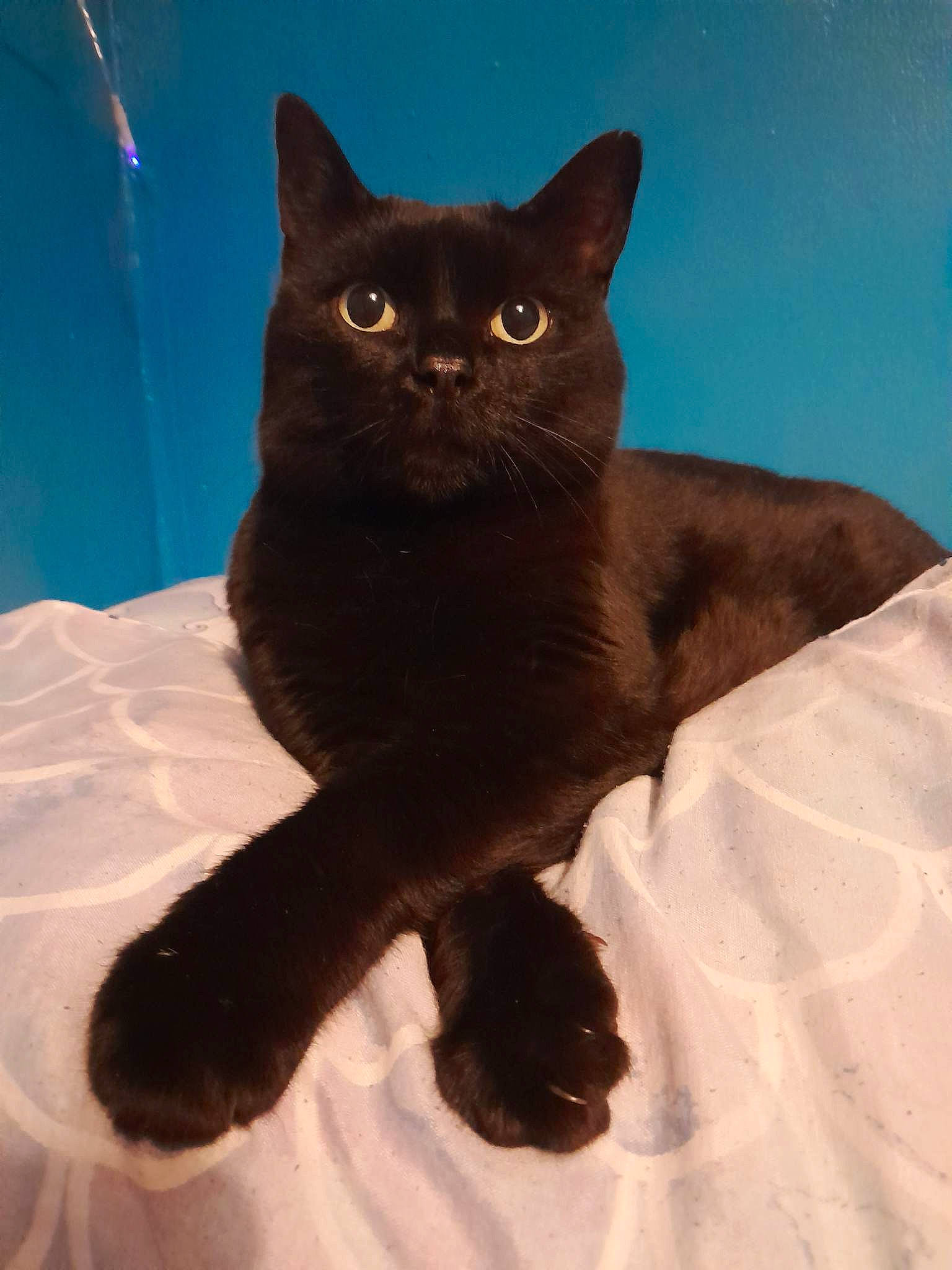 Snookie joined the competition — help win amazing prizes! black_cat, carnivore, cat, domestic_short_haired_cat, electric_blue, felidae, fur, small_to_medium_sized_cats, snout, whiskers, window