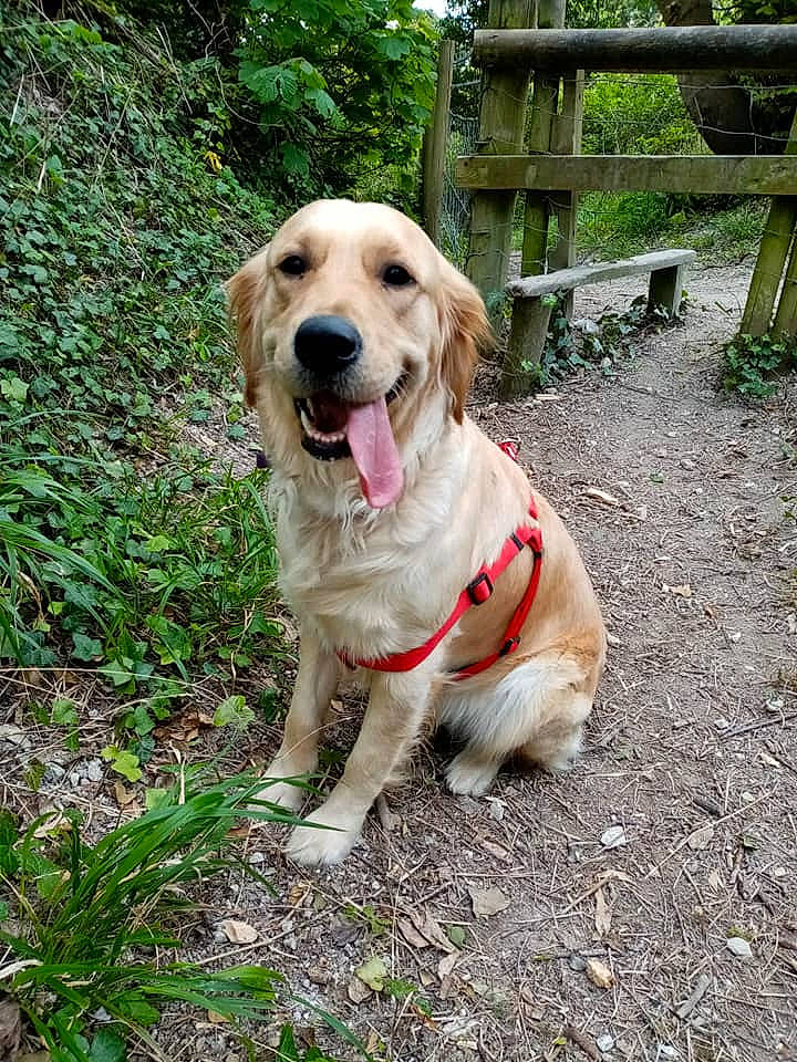 Goldie joined the competition — help win amazing prizes! adventure, canidae, carnivore, collar, companion_dog, dog, dog_breed, dog_collar, fawn, grass, gun_dog, labrador_retriever, pet_supply, plant, split_rail_fence, sporting_group, tail, tree, working_animal, working_dog