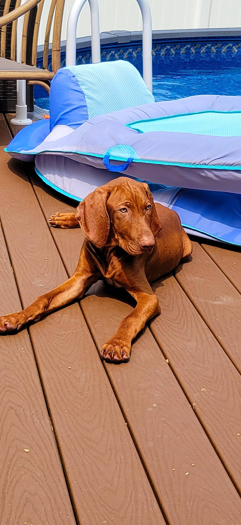 Davidson joined the competition — help win amazing prizes! blue, canidae, carnivore, comfort, companion_dog, dog, dog_breed, dog_supply, fashion_accessory, fawn, flooring, gun_dog, hardwood, liver, pet_supply, shade, sporting_group, umbrella, wood, working_animal