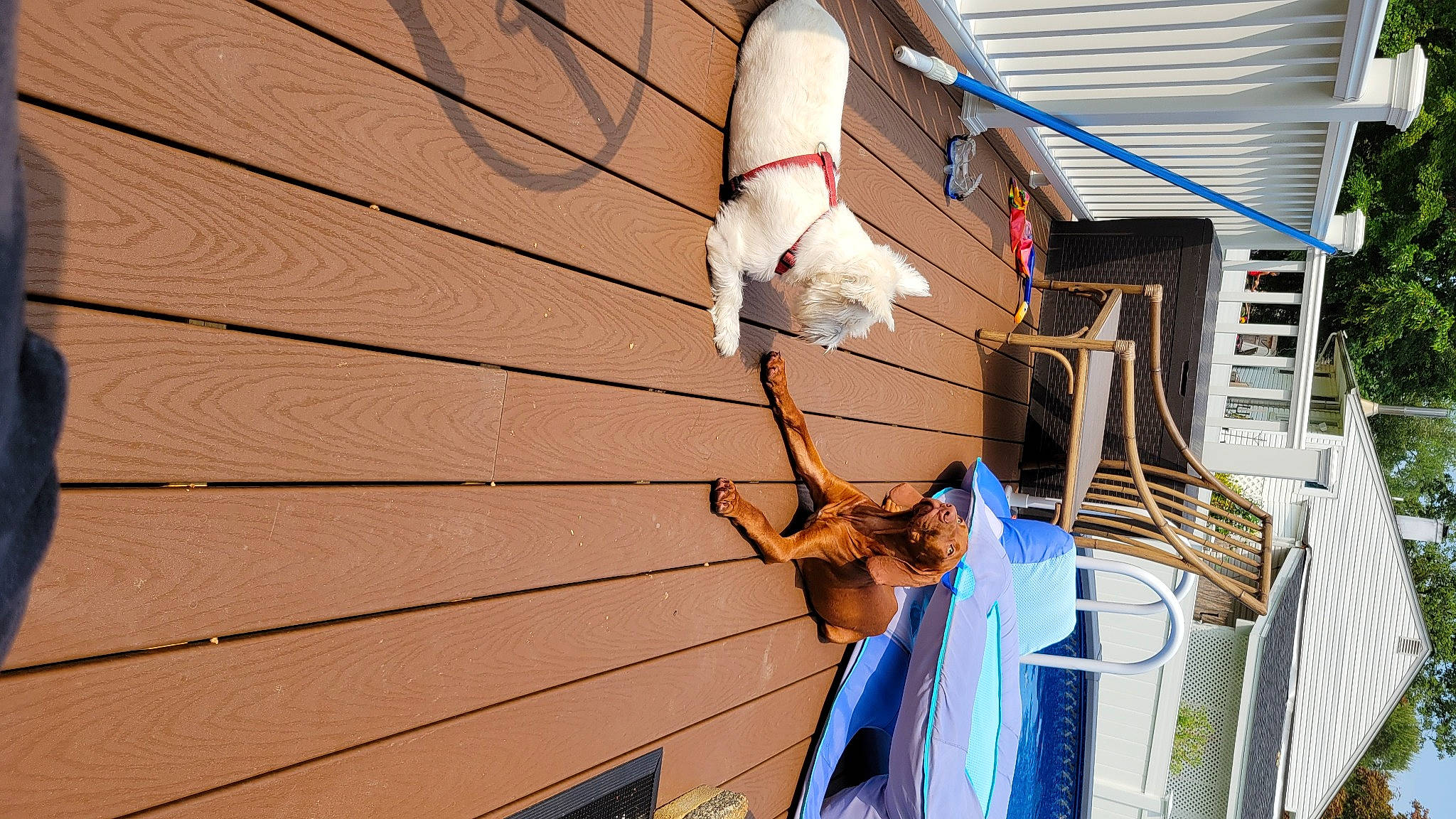 Davidson is registered to the contest to win money with this photo: building, carnivore, collar, companion_dog, dog, electrical_wiring, fawn, felidae, flooring, hardwood, house, mammal, pet_supply, room, siding, small_to_medium_sized_cats, sporting_group, tail, window, wood