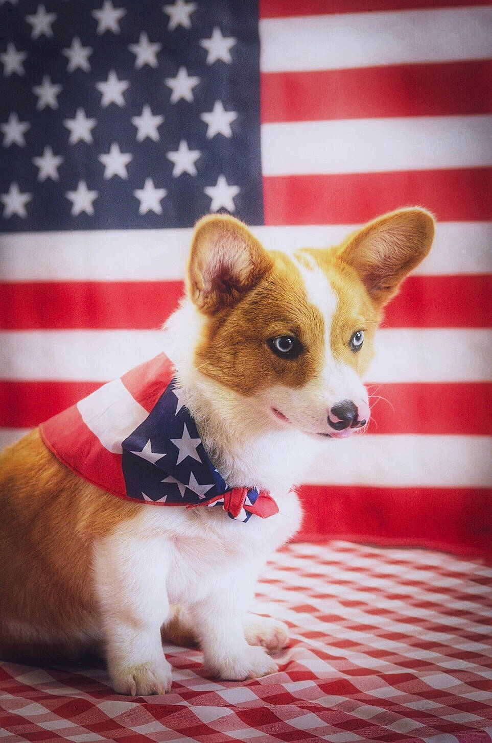 Owen is registered to the contest to win money with this photo: canidae, cardigan_welsh_corgi, carnivore, companion_dog, dog, dog_breed, fawn, mammal, pembroke_welsh_corgi, puppy, snout, welsh_corgi