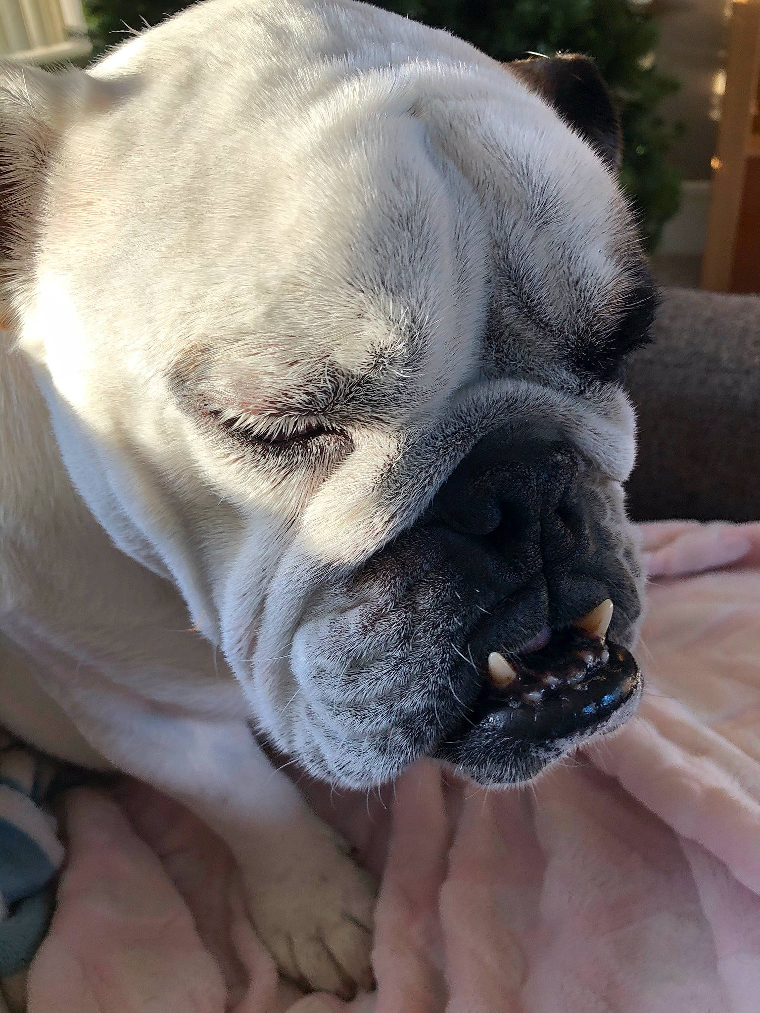 Lucy is registered to the contest to win money with this photo: biting, bulldog, canidae, carnivore, close_up, comfort, companion_dog, dog, dog_breed, fawn, fur, jaw, molosser, snout, sporting_group, terrestrial_animal, whiskers, working_animal, working_dog, wrinkle