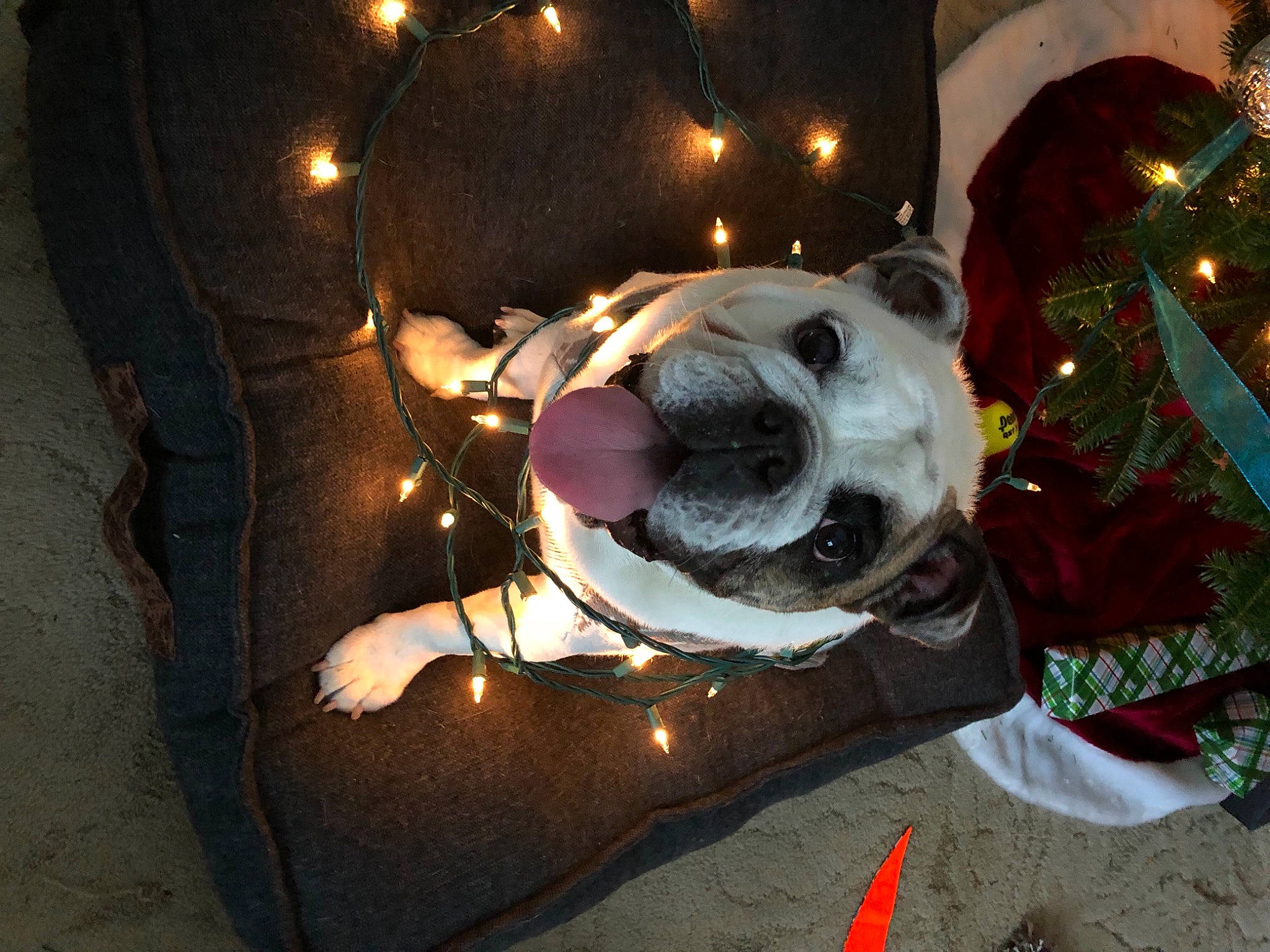 Lucy is registered to the contest to win money with this photo: automotive_lighting, carnivore, christmas_ornament, companion_dog, darkness, dog, dog_breed, event, fun, fur, holiday, light, lighting, midnight, night, smile, snout, space, toy, whiskers