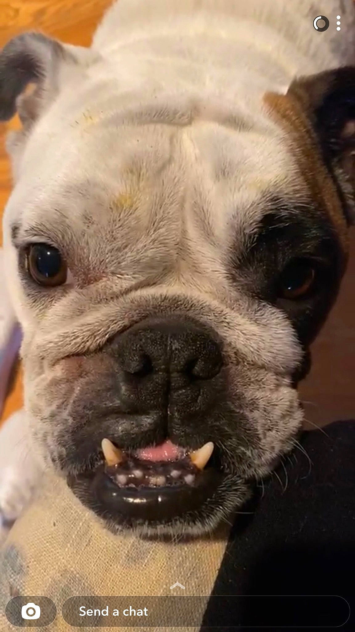 Lucy joined the competition — help win amazing prizes! bulldog, carnivore, close_up, companion_dog, dog, dog_breed, ear, eye, fawn, fur, head, human_body, jaw, photograph, snout, terrestrial_animal, toy_dog, whiskers, working_animal, wrinkle