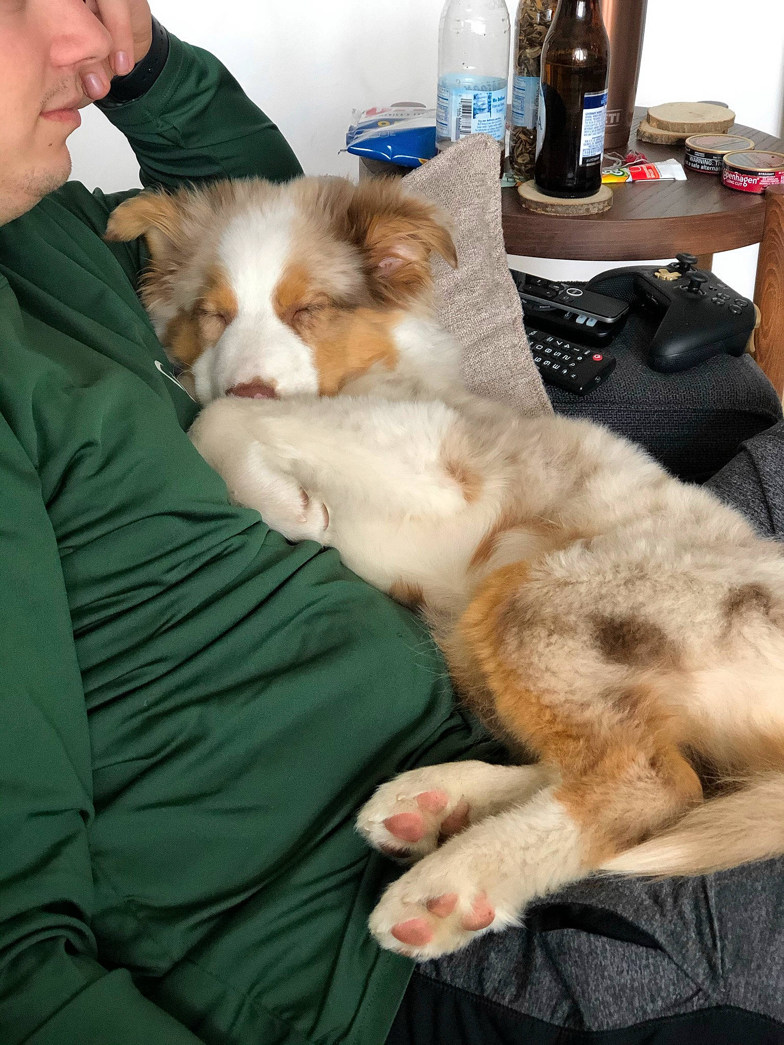 Otto joined the competition — help win amazing prizes! bottle, carnivore, cat, claw, comfort, companion_dog, dog_breed, fawn, felidae, fur, gesture, lap, mammal, paw, small_to_medium_sized_cats, tableware, tail, water_bottle, whiskers, wine