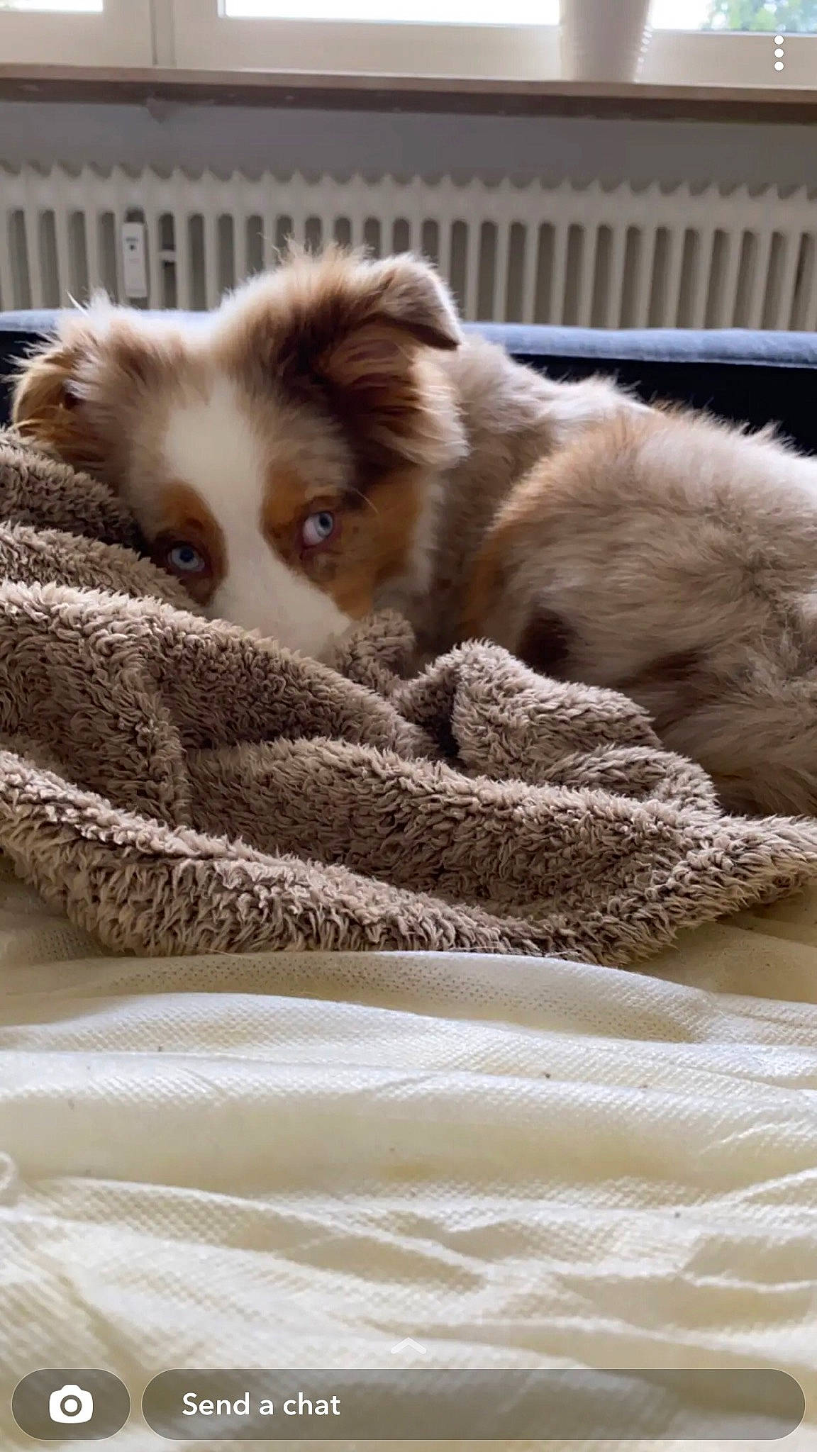 Otto is registered to the contest to win money with this photo: canidae, carnivore, comfort, companion_dog, dog, dog_breed, fawn, felidae, fur, herding_dog, nap, paw, small_to_medium_sized_cats, snout, sporting_group, terrestrial_animal, toy_dog, whiskers, wildlife, working_animal