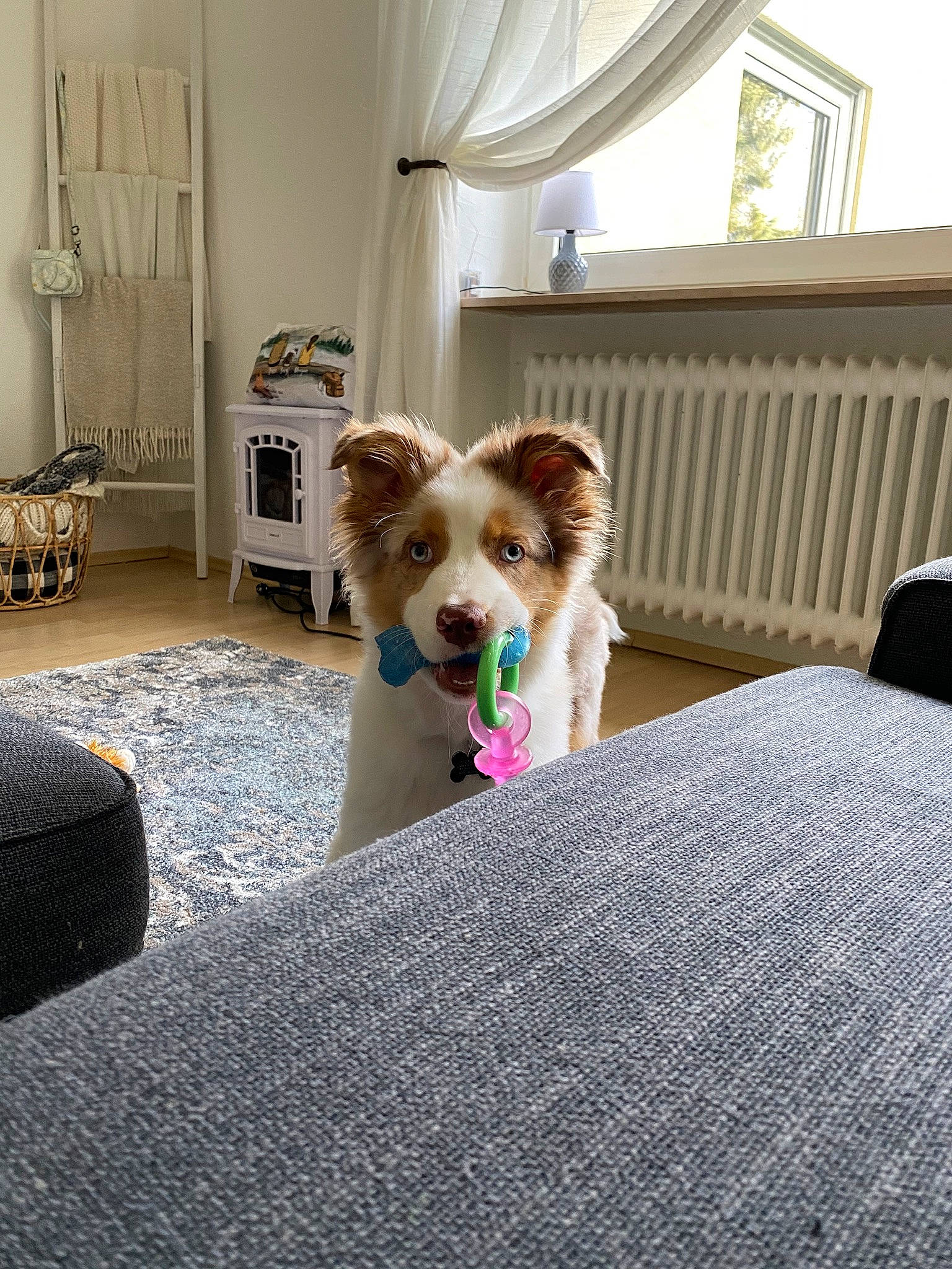 Otto is registered to the contest to win money with this photo: building, carnivore, chair, companion_dog, couch, dog, dog_breed, dog_supply, door, fawn, floor, flooring, plant, snout, sporting_group, tail, toy, toy_dog, window, wood