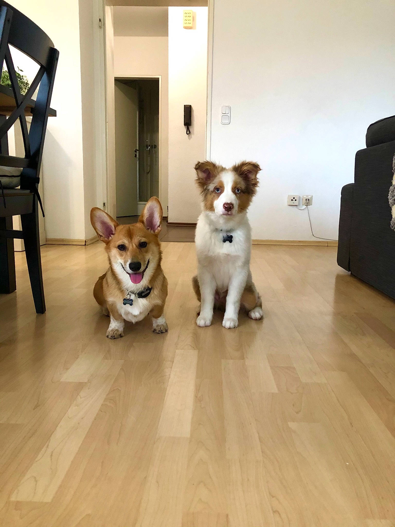 Otto is registered to the contest to win money with this photo: carnivore, chihuahua, collar, companion_dog, dog, dog_breed, dog_supply, door, fawn, floor, flooring, hardwood, laminate_flooring, snout, table, tail, toy_dog, wood, wood_flooring, working_animal