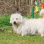 dog, white_dog, fluffy, grass, garden, flower_pot, plants, outdoor, pet, animal, curly_fur, tail, nature, greenery, daylight, small_dog, fur, standing, canine, leisure