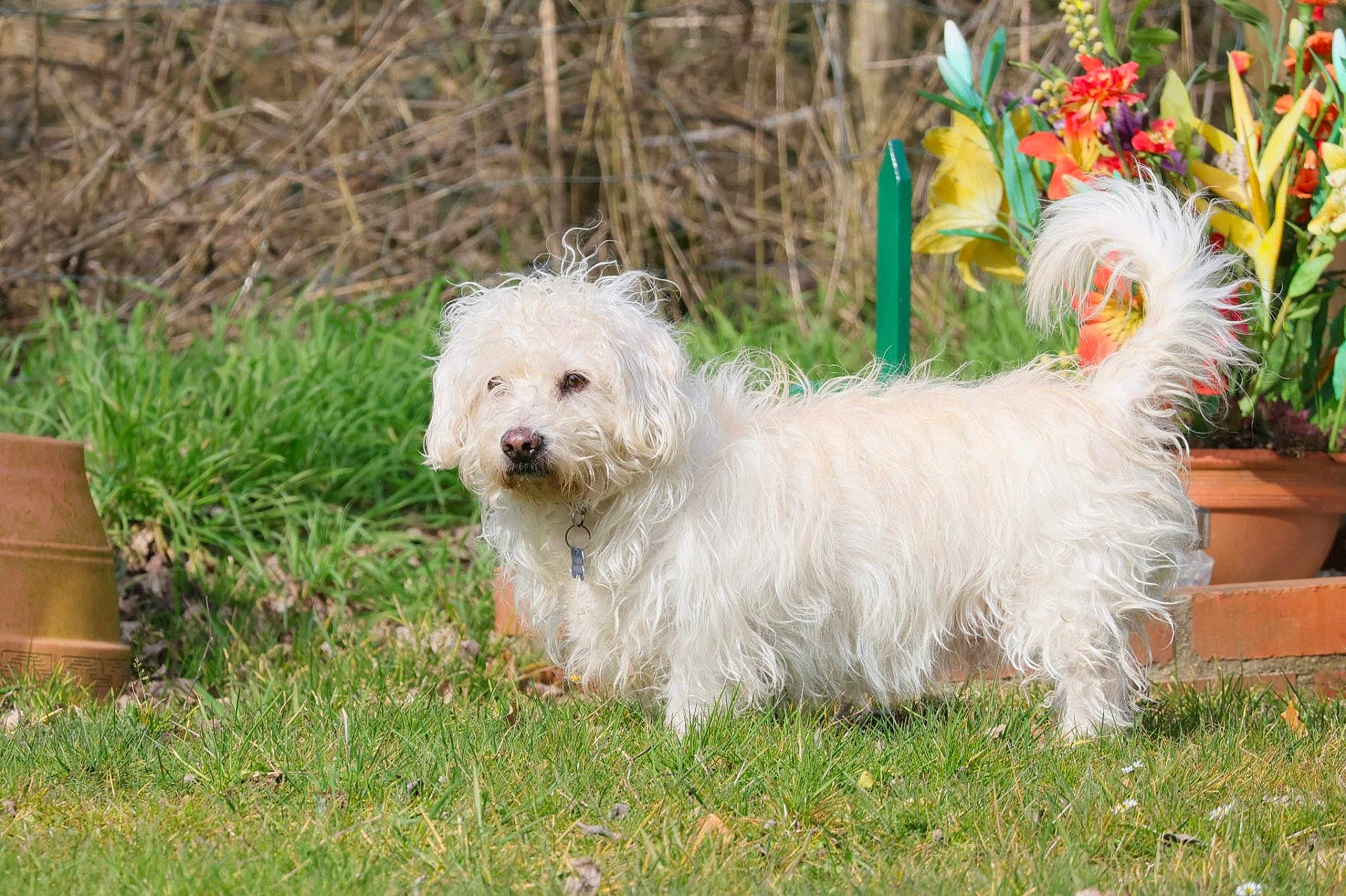Jungle a rejoint le concours — aidez-le/la à gagner de superbes lots ! dog, white_dog, fluffy, grass, garden, flower_pot, plants, outdoor, pet, animal, curly_fur, tail, nature, greenery, daylight, small_dog, fur, standing, canine, leisure