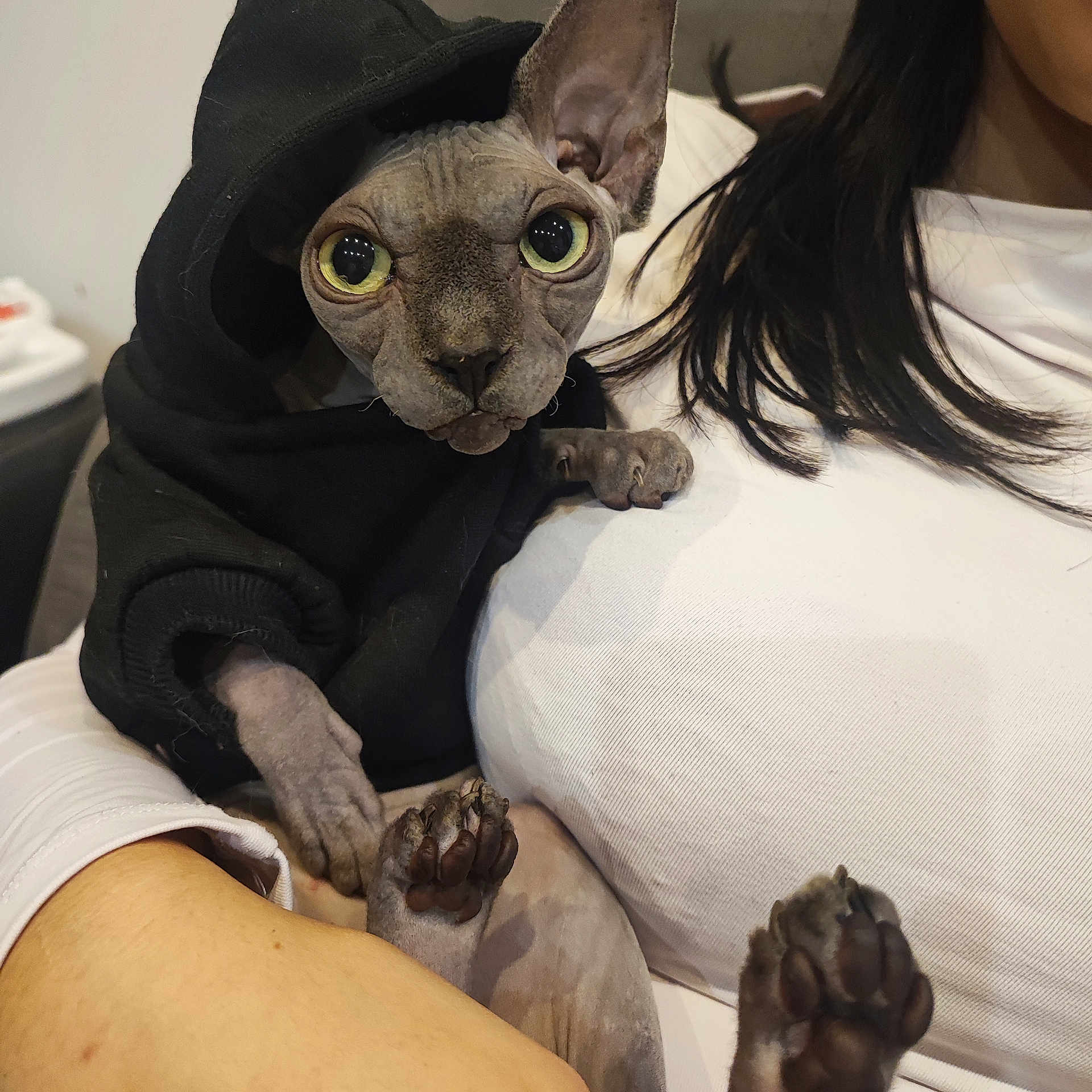 Titi a rejoint le concours — aidez-le/la à gagner de superbes lots ! abyssinian, adult, animal, baby, blanket, bodypart, cat, clothing, couch, egyptiancat, finger, furniture, glove, hand, kitten, male, man, person, pet, siamese