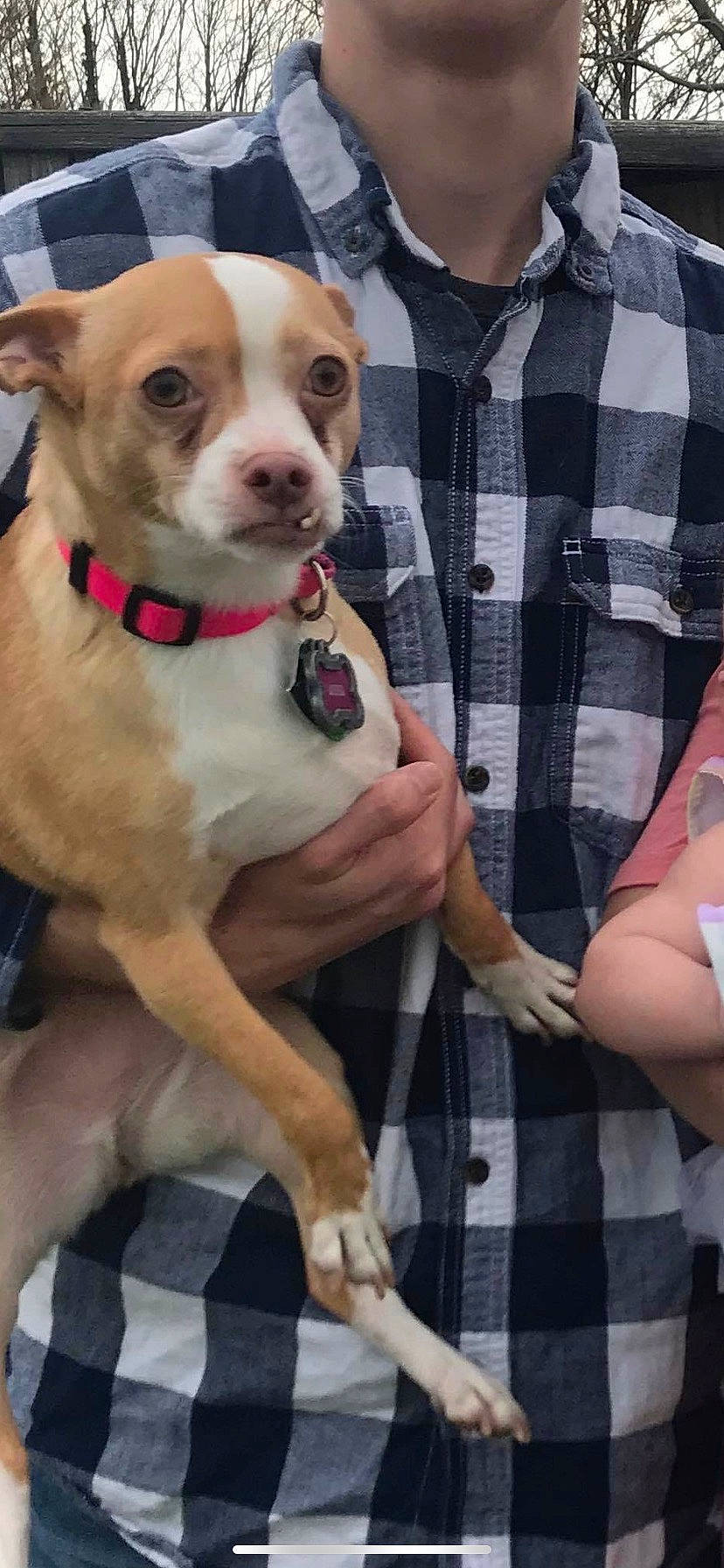 Anna joined the competition — help win amazing prizes! canidae, carnivore, collar, companion_dog, dog, dog_breed, dog_collar, dog_supply, dress_shirt, fawn, fur, pattern, pet_supply, plaid, sleeve, sporting_group, tartan, whiskers, working_animal