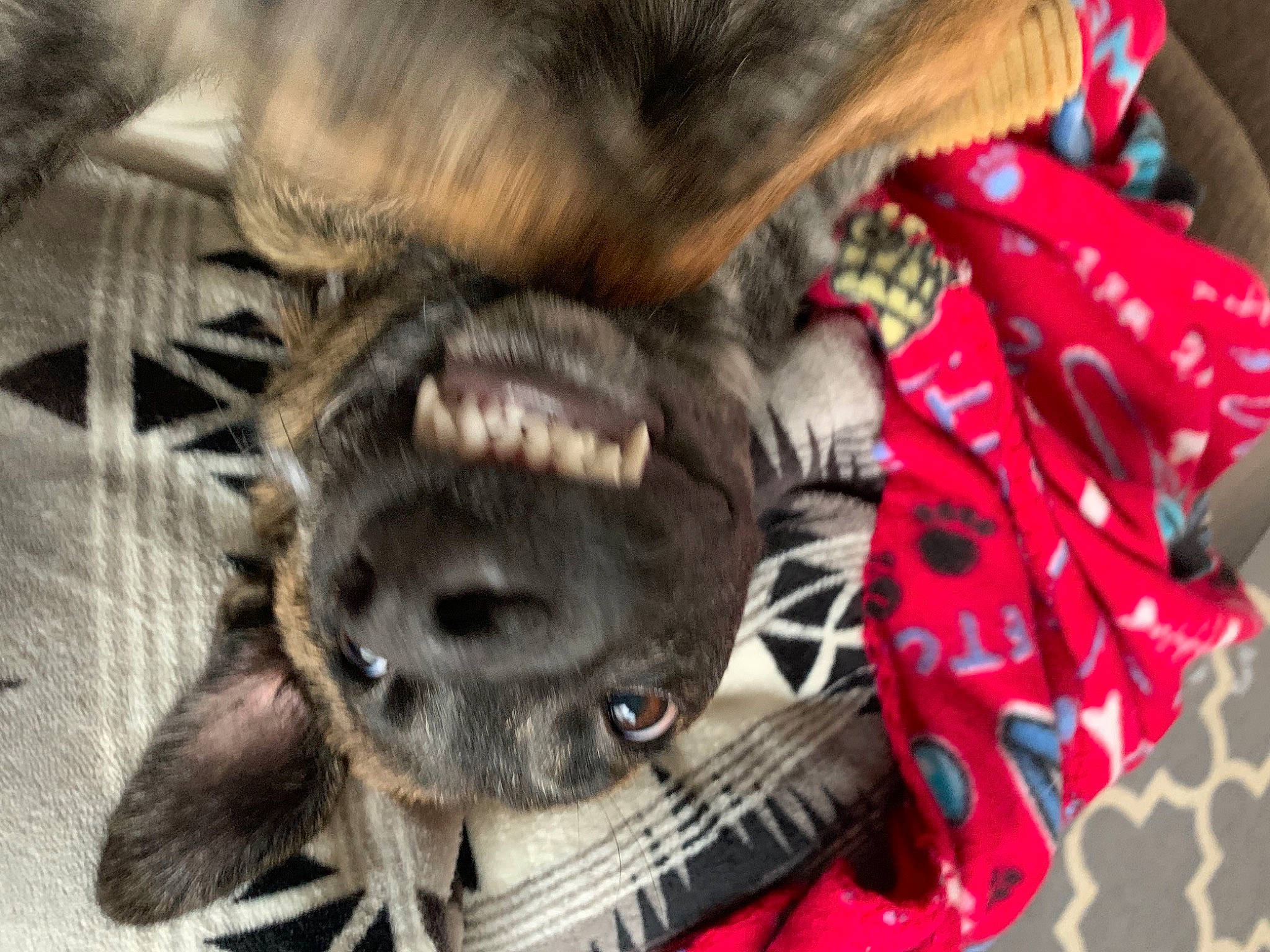 Ginger is registered to the contest to win money with this photo: bat, canidae, carmine, carnivore, claw, companion_dog, dog, dog_breed, ear, fawn, fur, liver, pattern, paw, snout, sporting_group, tail, terrestrial_animal, whiskers, working_animal