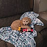 Arya joined the competition — help win amazing prizes! dog, curly_hair, plush_toy, minnie_mouse, blanket, couch, indoor, pet, brown, patterned, relaxed, toy, furniture, cozy, resting, cute, animal, living_room, soft, companion