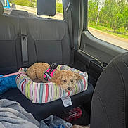 Arya is registered to the contest to win money with this photo: dog, service_dog, dog_bed, car_interior, back_seat, seat_belt, window, speed_limit_sign, greenery, blanket, plastic_bag, striped_pattern, curly_hair, resting, pet, vehicle, daylight, roadside, comfort, travel