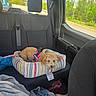 dog, service_dog, dog_bed, car_interior, back_seat, seat_belt, window, speed_limit_sign, greenery, blanket, plastic_bag, striped_pattern, curly_hair, resting, pet, vehicle, daylight, roadside, comfort, travel