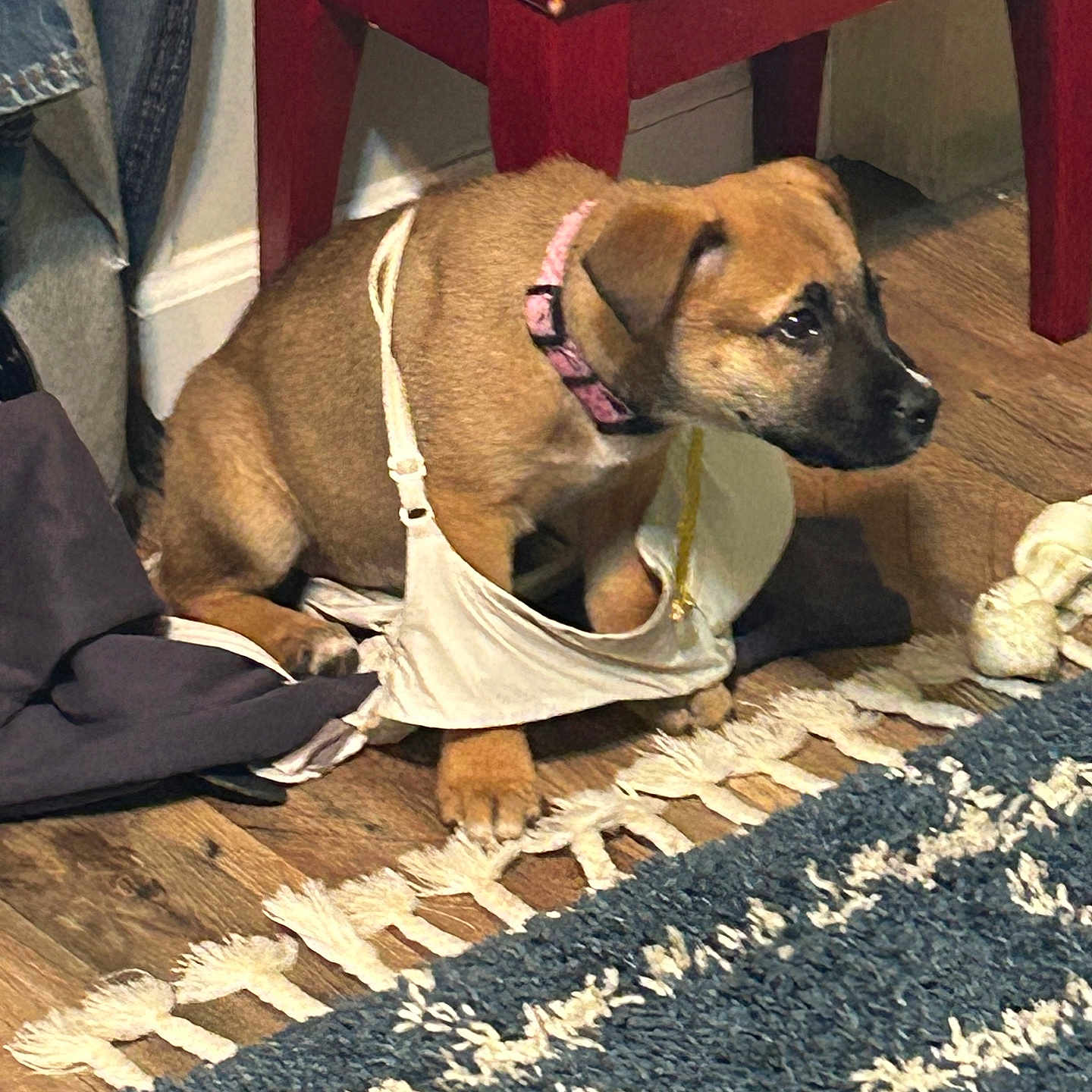 Lucy is registered to the contest to win money with this photo: animal, bra, brown_dog, clothing, collar, cozy, curious, cute, dog, domestic, floor, furniture, indoor, pet, puppy, red_table, rug, small_dog, tangled, wooden_floor