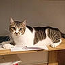 cat, tabby, white_cat, pet, animal, feline, whiskers, ears, eyes, portrait, lying_down, sitting, bookshelf, shelf, papers, books, indoors, home, wood, striped_fur