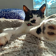 Beanie joined the competition — help win amazing prizes! cat, black_and_white, paw, fluffy_blanket, sunlight, window, indoor, relaxing, stretching, pet, feline, cozy, close_up, fur, whiskers, collar, domestic, resting, cute, animal