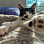 cat, black_and_white, paw, fluffy_blanket, sunlight, window, indoor, relaxing, stretching, pet, feline, cozy, close_up, fur, whiskers, collar, domestic, resting, cute, animal