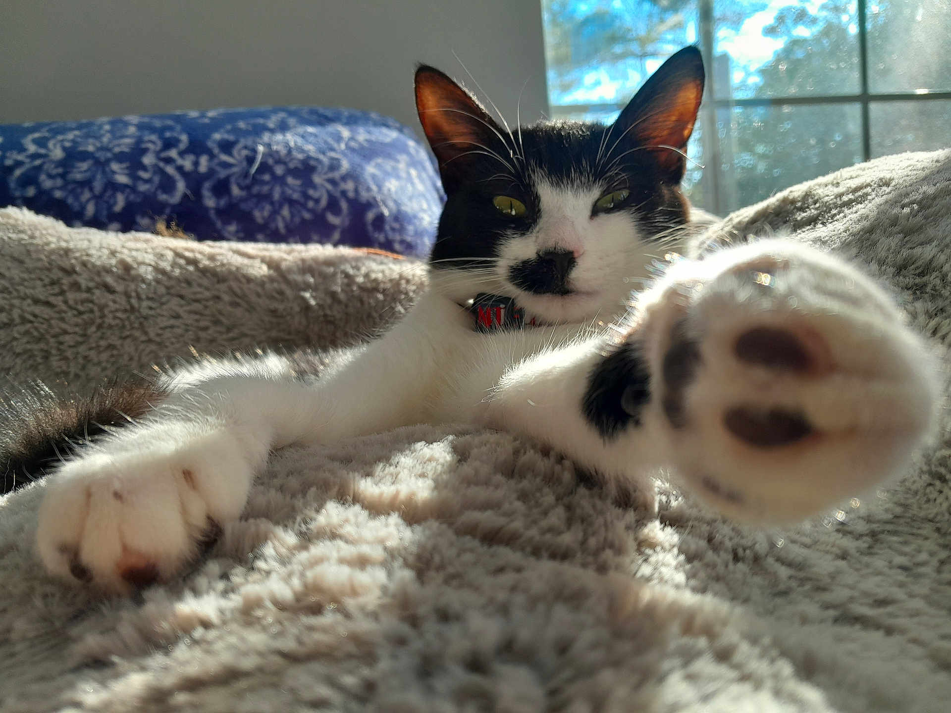 Beanie joined the competition — help win amazing prizes! cat, black_and_white, paw, fluffy_blanket, sunlight, window, indoor, relaxing, stretching, pet, feline, cozy, close_up, fur, whiskers, collar, domestic, resting, cute, animal