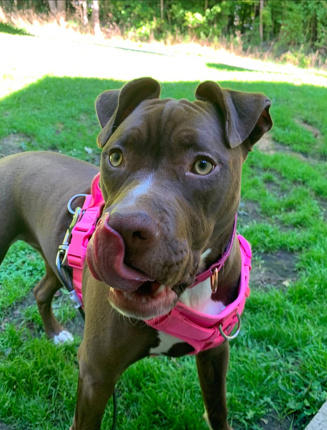 Rebel is registered to the contest to win money with this photo: carnivore, collar, companion_dog, dog, dog_breed, dog_collar, dog_supply, fashion_accessory, fawn, grass, leash, liver, pet_supply, plant, snout, sporting_group, terrestrial_animal, tree, whiskers, working_animal