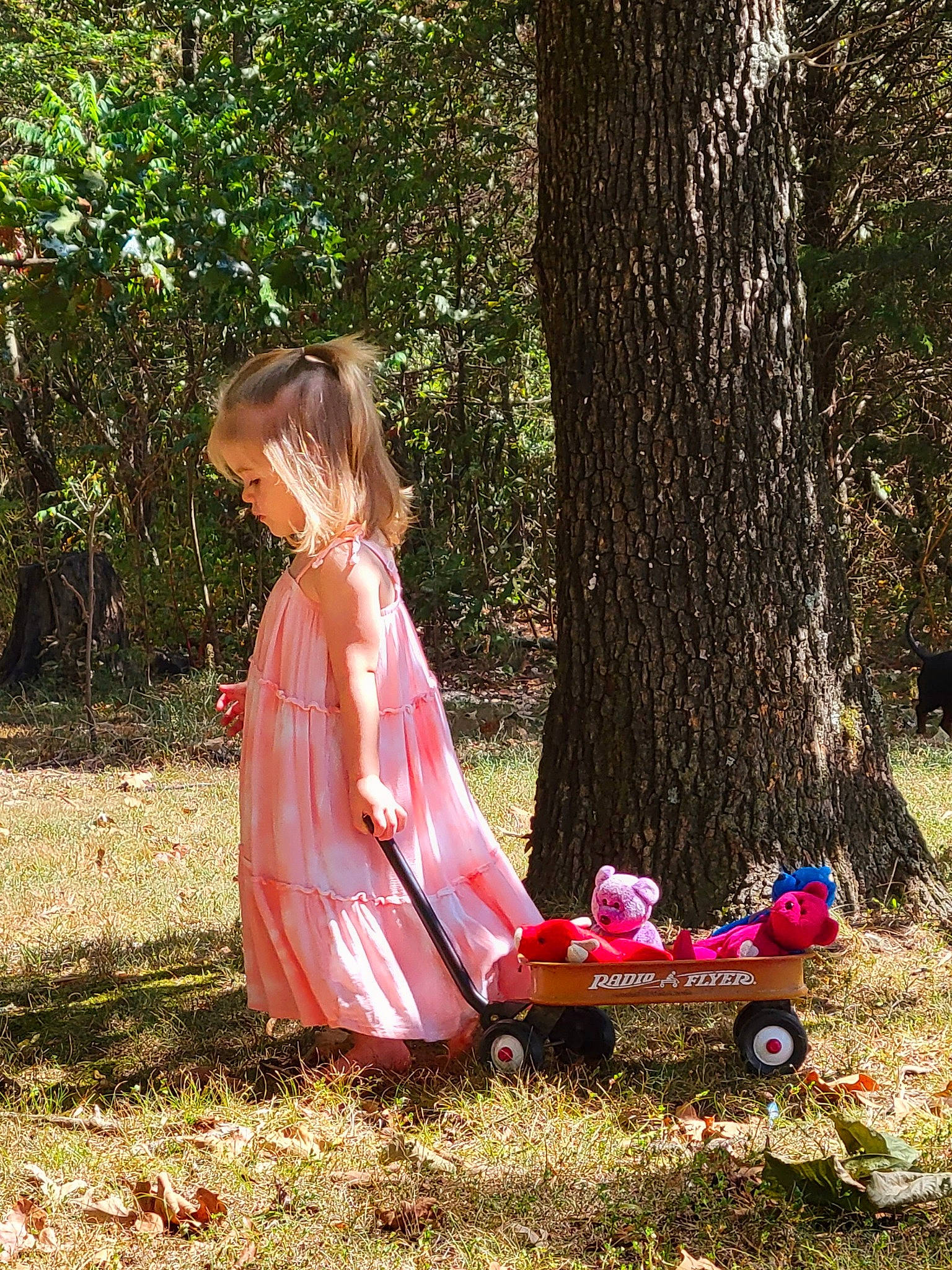 Madelynn is registered to the contest to win money with this photo: botany, branch, dress, grass, leaf, leisure, nature, people_in_nature, person, pink, plant, sunlight, tints_and_shades, tire, toddler, tree, trunk, vehicle, wheel, wood
