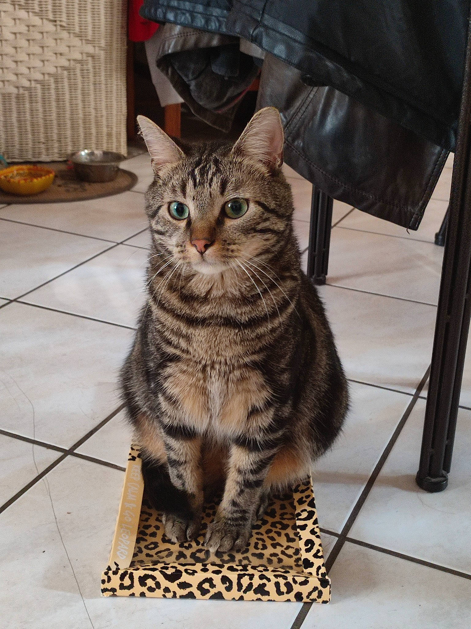 Benny a rejoint le concours — aidez-le/la à gagner de superbes lots ! carnivore, cat, chair, domestic_short_haired_cat, felidae, floor, flooring, foot, fur, grey, metal, paw, sitting, small_to_medium_sized_cats, snout, tail, terrestrial_animal, tile_flooring, whiskers