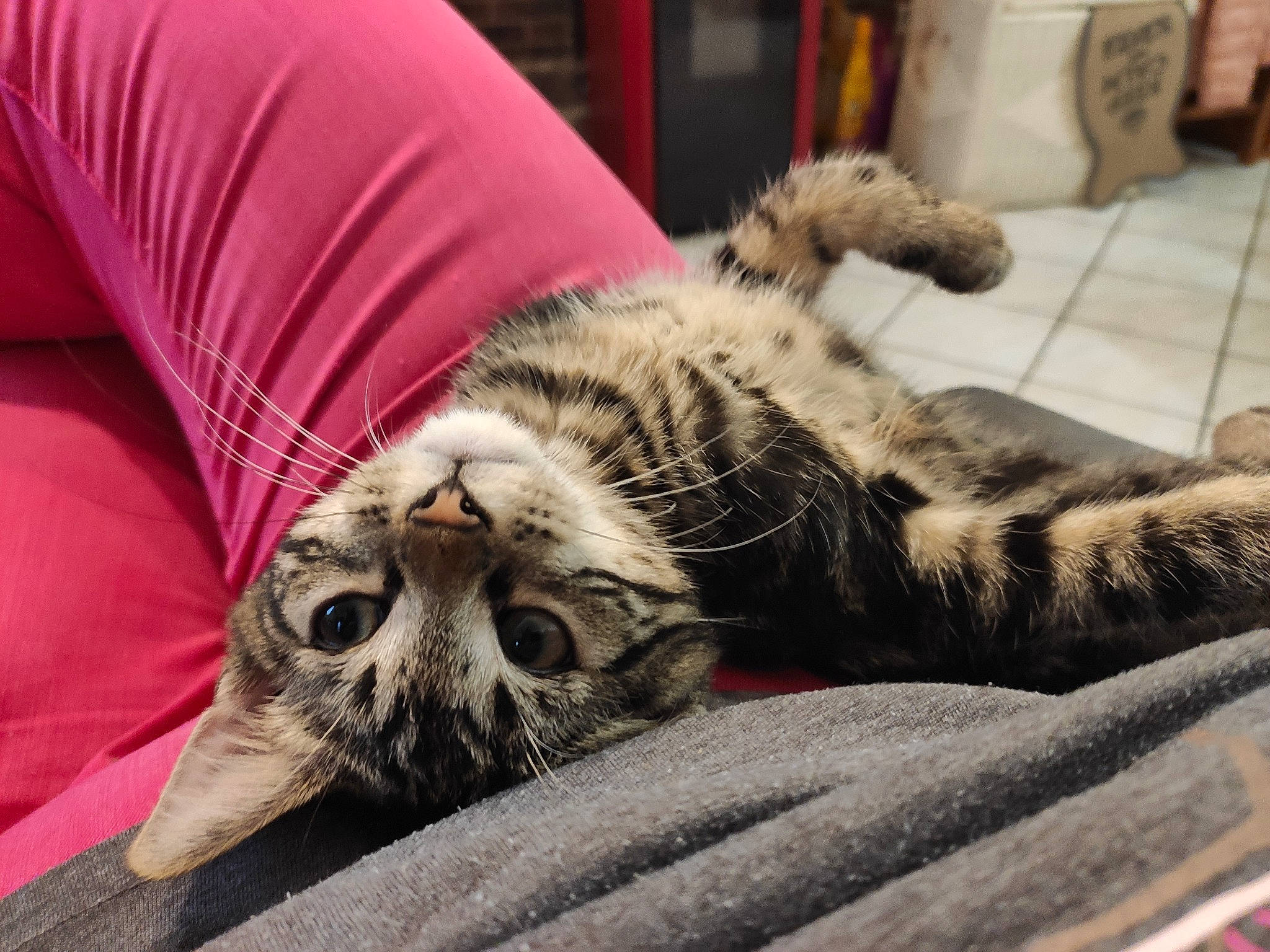 Benny a rejoint le concours — aidez-le/la à gagner de superbes lots ! bed, bedding, carnivore, cat, comfort, domestic_short_haired_cat, fawn, felidae, fur, grey, linens, nap, paw, room, small_to_medium_sized_cats, snout, tail, textile, whiskers, wood