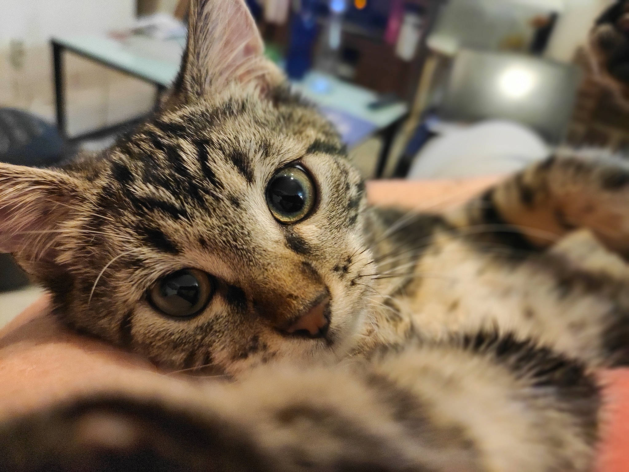 Benny a rejoint le concours — aidez-le/la à gagner de superbes lots ! carnivore, cat, claw, close_up, comfort, domestic_short_haired_cat, felidae, fur, metal, paw, small_to_medium_sized_cats, terrestrial_animal, whiskers, wildlife