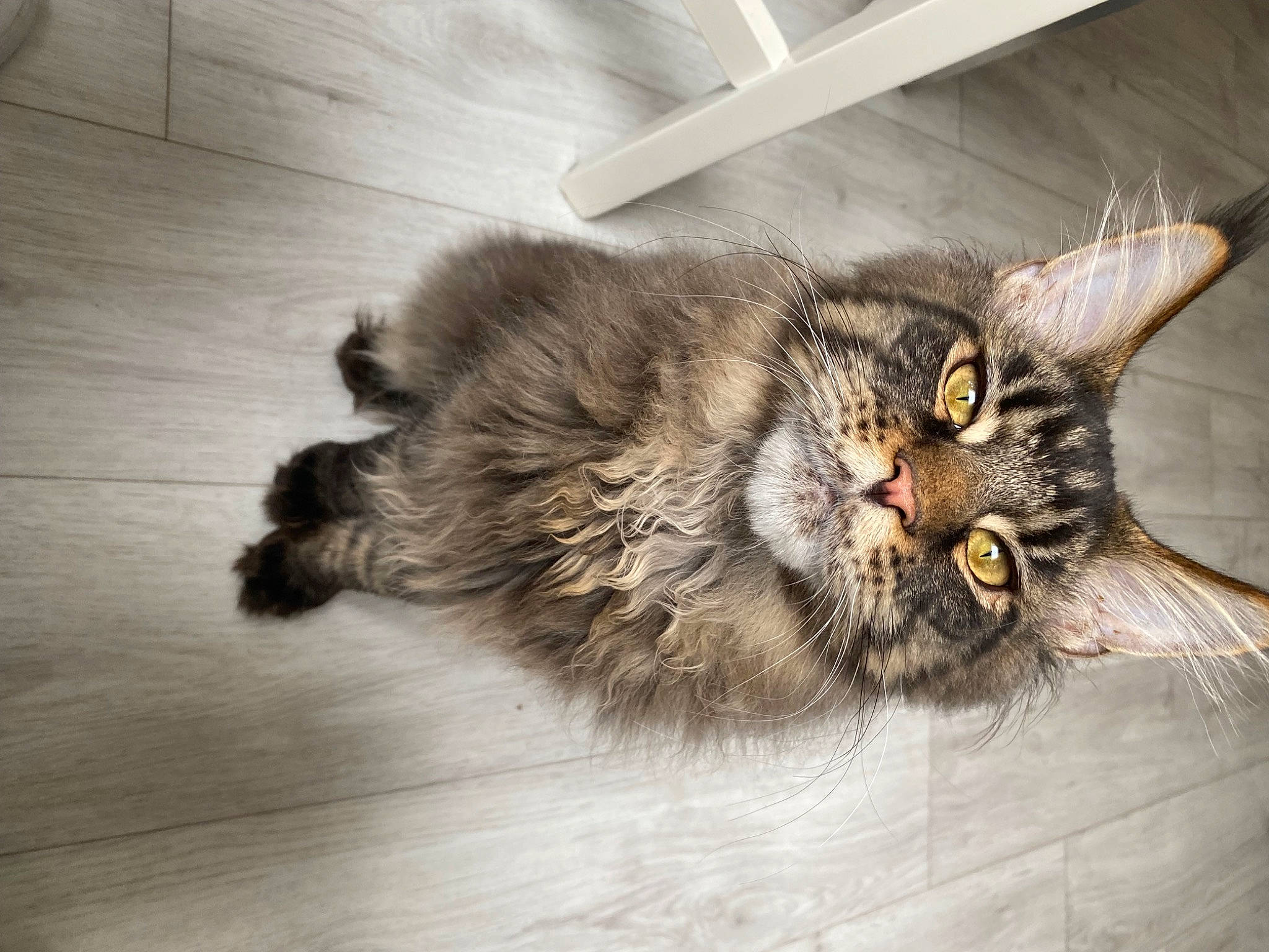 Scooby a rejoint le concours — aidez-le/la à gagner de superbes lots ! carnivore, cat, claw, domestic_short_haired_cat, felidae, flooring, fur, hardwood, maine_coon, metal, paw, small_to_medium_sized_cats, tail, whiskers, wood