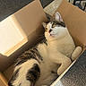 cat, pet, animal, feline, white_and_gray, tabby, cardboard_box, indoors, sunlight, relaxed, lying_down, sitting, portrait, whiskers, ears, eyes, tail, carpet, furniture, home