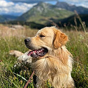 Twix a rejoint le concours — aidez-le/la à gagner de superbes lots ! animal, canine, cockerspaniel, dog, field, goldenretriever, grass, grassland, hound, labradorretriever, leash, nature, outdoors, pet, plant, puppy