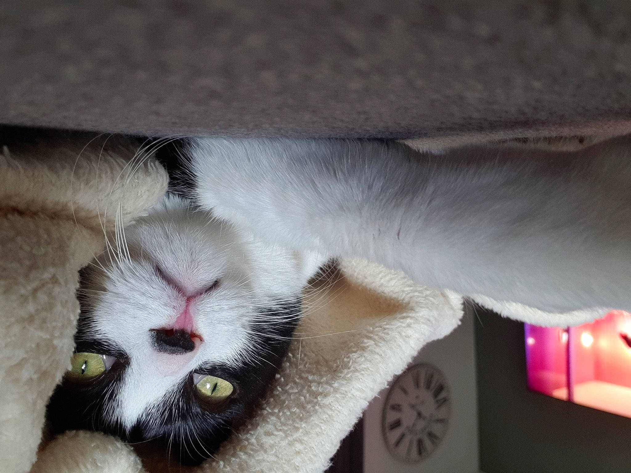 Olympe participe au concours pour gagner de l'argent avec cette photo : ball, carnivore, cat, claw, clock, comfort, domestic_short_haired_cat, fang, felidae, fur, grey, linens, paw, small_to_medium_sized_cats, snout, tail, wheel, whiskers