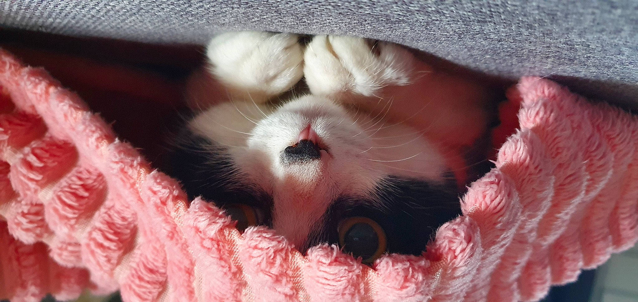 Olympe a rejoint le concours — aidez-le/la à gagner de superbes lots ! birthday_cake, canidae, carnivore, close_up, companion_dog, dog_breed, eye, eyelash, fawn, felidae, flower, fur, jaw, liver, paw, petal, snout, sporting_group, sweetness, whiskers