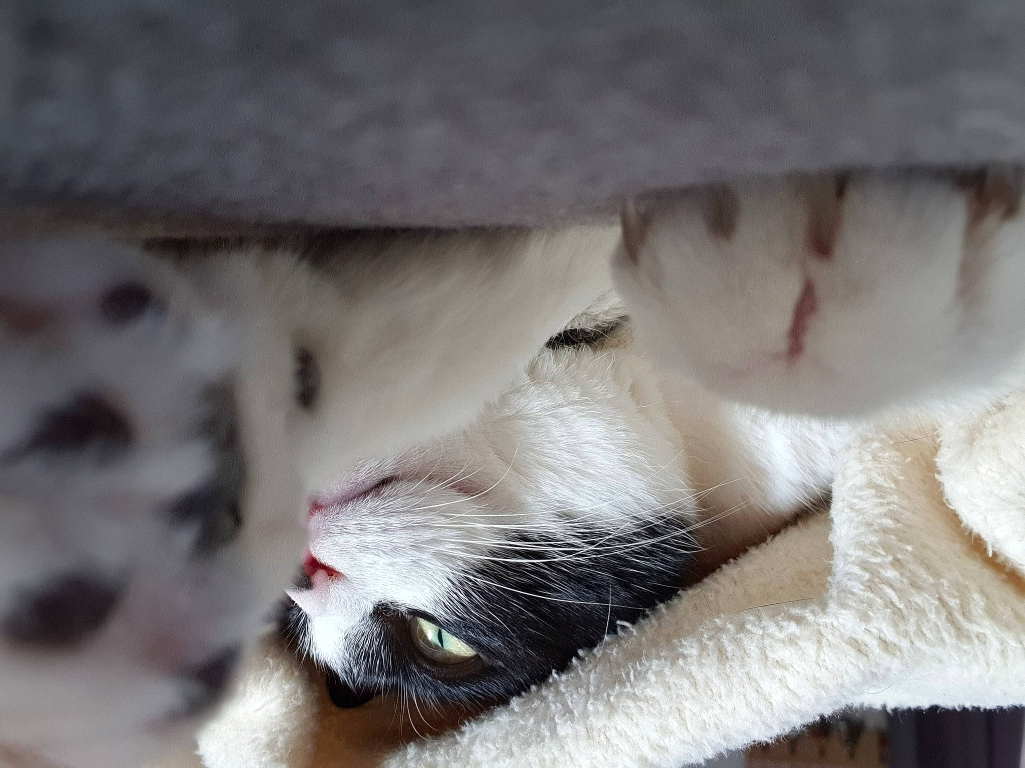 Olympe participe au concours pour gagner de l'argent avec cette photo : canidae, carnivore, cat, claw, close_up, domestic_short_haired_cat, eyelash, fawn, felidae, fur, nap, paw, small_to_medium_sized_cats, snout, tail, terrestrial_animal, whiskers