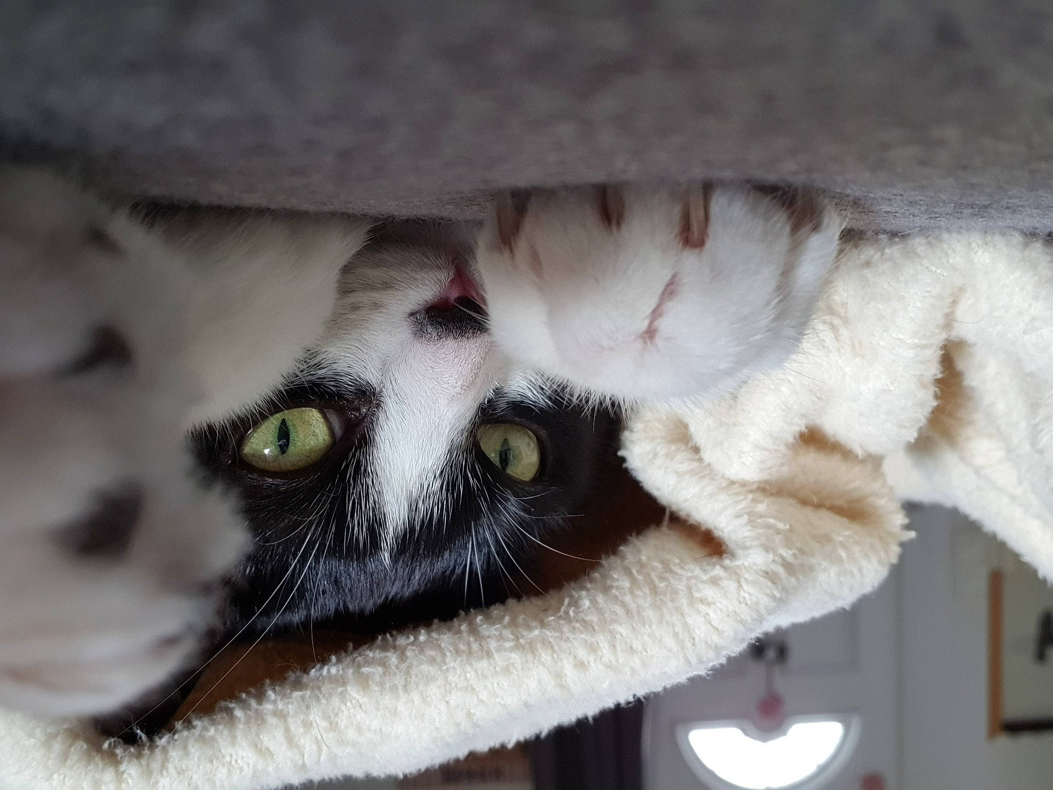 Olympe participe au concours pour gagner de l'argent avec cette photo : carnivore, cat, claw, comfort, domestic_short_haired_cat, ear, eye, fawn, felidae, fur, paw, small_to_medium_sized_cats, snout, stuffed_toy, tail, whiskers, window, wool