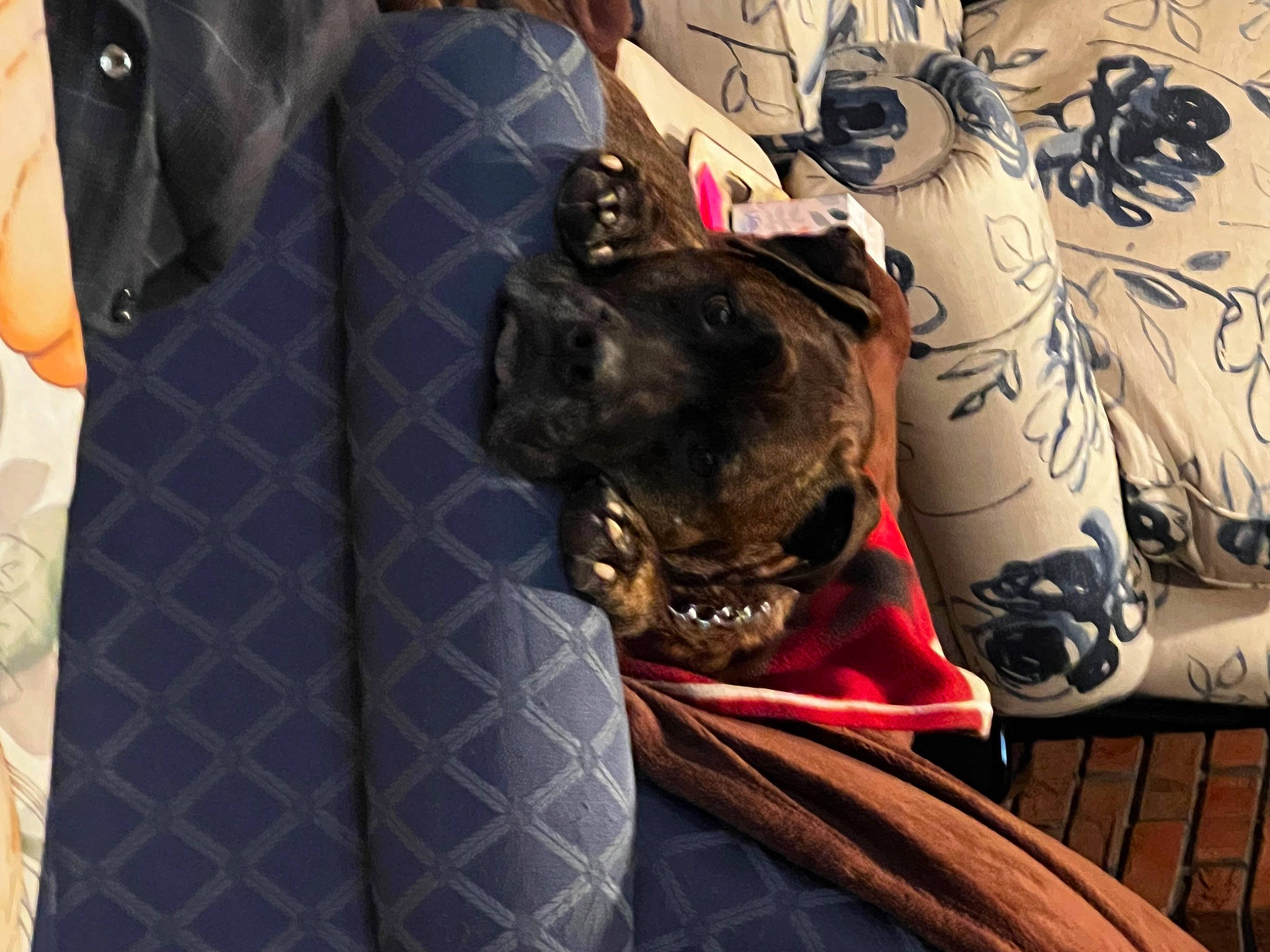 Cain joined the competition — help win amazing prizes! art, bag, canidae, carmine, carnivore, comfort, companion_dog, dog, dog_breed, fawn, felidae, fur, linens, luggage_and_bags, pattern, sleeve, small_to_medium_sized_cats, sporting_group, textile, whiskers