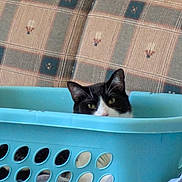 Oscar is registered to the contest to win money with this photo: cat, laundry_basket, blue, black_and_white, peeking, curious, indoor, couch, patterned, furniture, home, pet, animal, head, face, whiskers, ears, resting, cozy, domestic