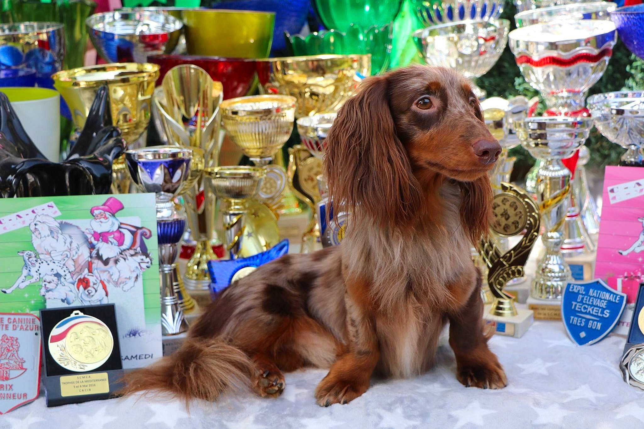 Athos participe au concours pour gagner de l'argent avec cette photo : canidae, carnivore, cocker_spaniel, companion_dog, conformation_show, dog, dog_breed, english_cocker_spaniel, field_spaniel, irish_setter, liver, mammal, picardy_spaniel, rare_breed_dog, setter, spaniel, sporting_group, sussex_spaniel, vertebrate