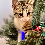 Willow joined the competition — help win amazing prizes! kitten, cat, pine_branches, holiday_lights, christmas, curious, close_up, animal, pet, feline, soft_focus, indoor, nature, greenery, cute, young, whiskers, ears, nose, adorable