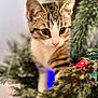 kitten, cat, pine_branches, holiday_lights, christmas, curious, close_up, animal, pet, feline, soft_focus, indoor, nature, greenery, cute, young, whiskers, ears, nose, adorable