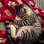 Willow is registered to the contest to win money with this photo: cat, kitten, sleeping, curled_up, tabby, feline, animal, pet, fur, whiskers, tail, paw, blanket, red, patterned, cozy, resting, indoors, cute, soft