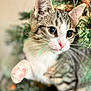 kitten, cat, paw, whiskers, pink_nose, christmas_tree, greenery, decorations, curious, closeup, feline, pet, indoor, animal, cute, soft_focus, tabby, young_cat, playful, holiday