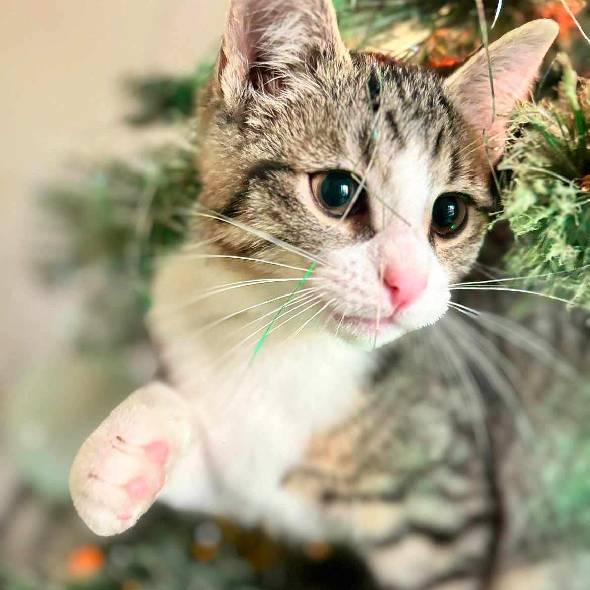 Willow is registered to the contest to win money with this photo: animal, cat, christmas_tree, closeup, curious, cute, decorations, feline, greenery, holiday, indoor, kitten, paw, pet, pink_nose, playful, soft_focus, tabby, whiskers, young_cat
