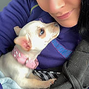 Lottie joined the competition — help win amazing prizes! affection, animal, black_hair, blanket, brown_eyes, casual_clothing, close_up, collar, cuddle, cute, dog, face, human, indoor, looking_up, pet, portrait, puppy, small_dog, woman