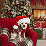 armchair, blanket, christmas, christmas_tree, cozy, cute, decorations, dog, festive, fireplace, holiday, indoor, pet, plaid, presents, red, santa_hat, small_dog, stockings, warm