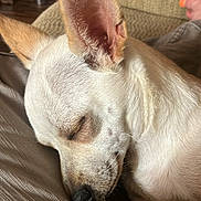 Lottie joined the competition — help win amazing prizes! animal, canine, close_up, companion, cozy, cute, dog, domestic, ears, fur, indoor, napping, peaceful, pet, portrait, relaxation, resting, sleeping, snout, white_dog