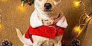 Lottie is registered to the contest to win money with this photo: animal, beige_blanket, christmas_decorations, christmas_hat, christmas_theme, cute, decor, dog, fairy_lights, festive, holiday, holiday_spirit, holly, indoor, pet, pine_cones, portrait, santa_outfit, small_dog, wrapped_presents